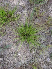 Dichanthelium depauperatum