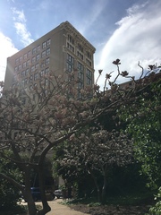 Magnolia × soulangeana