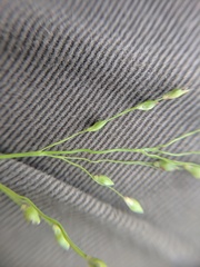 Dichanthelium depauperatum