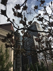 Magnolia × soulangeana