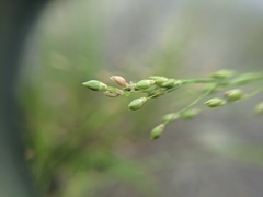 Dichanthelium depauperatum