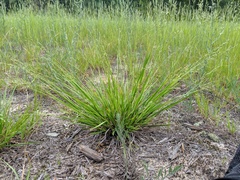 Dichanthelium depauperatum