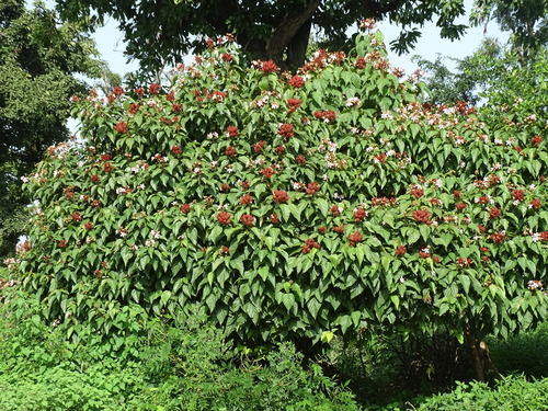 Lipsticktree