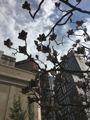 Magnolia × soulangeana