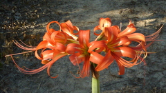 Hippeastrum stylosum