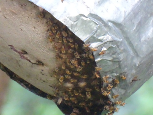 Western Honey Bee