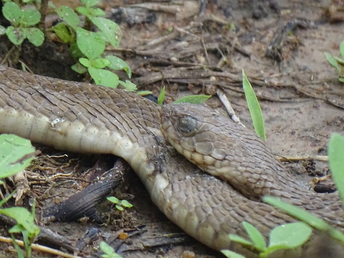 Spotted Night Adder