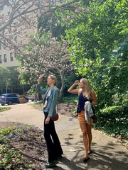 Magnolia × soulangeana