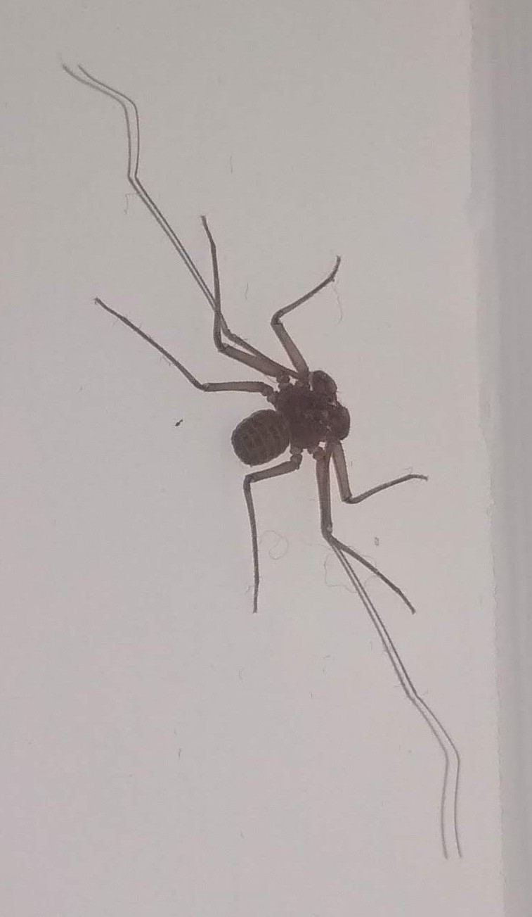 Sarax ioanniticus (Kritscher, 1959)