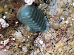 Tripoplax regularis