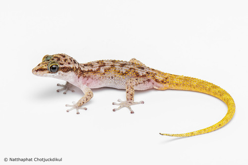 Khao Ebid leaf-toed gecko, Dixonius chotjuckdikuli