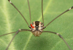 Leuronychus pacificus