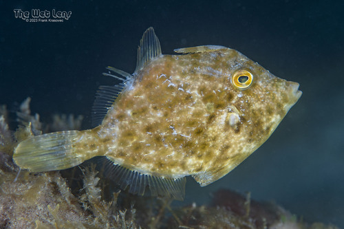Stephanolepis setifer observed 2023-01-20