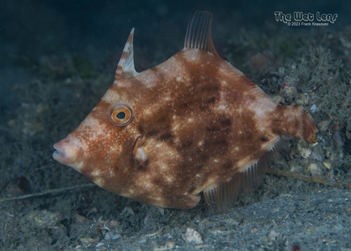 Stephanolepis setifer observed 2023-01-20