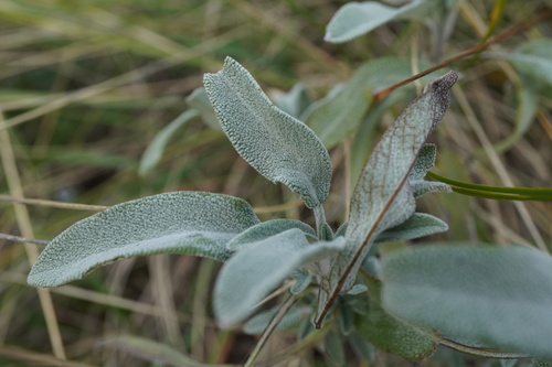 Image of Salvia officinalis by (c) Patrick Hacker, some rights reserved (CC BY)
