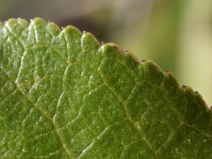 Prunus × eminens, photograph Patrick Hacker, CC BY, iNaturalist via GBIF