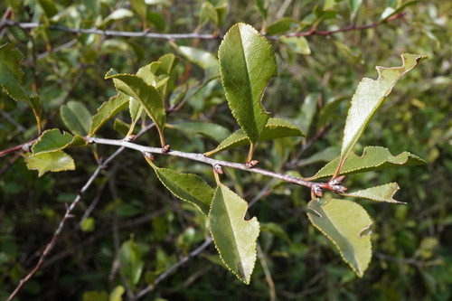 Prunus eminens