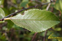 Prunus × eminens, photograph Patrick Hacker, CC BY, iNaturalist via GBIF