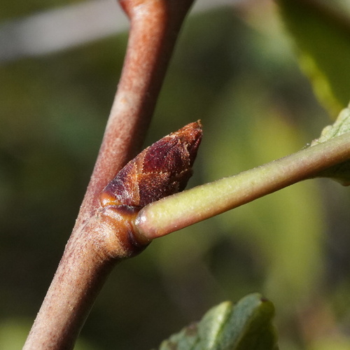 Prunus × eminens, photograph 5