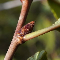 Prunus × eminens, photograph Patrick Hacker, CC BY, iNaturalist via GBIF