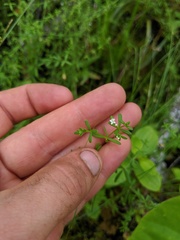 Galium labradoricum