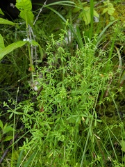 Galium labradoricum