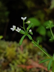 Galium labradoricum