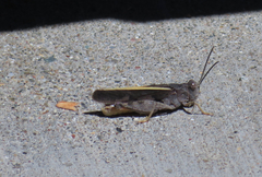 Cratypedes neglectus