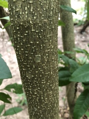 Casimiroa pringlei