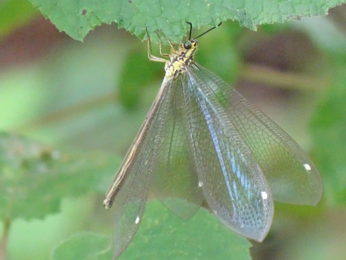 Gregarious Antlion