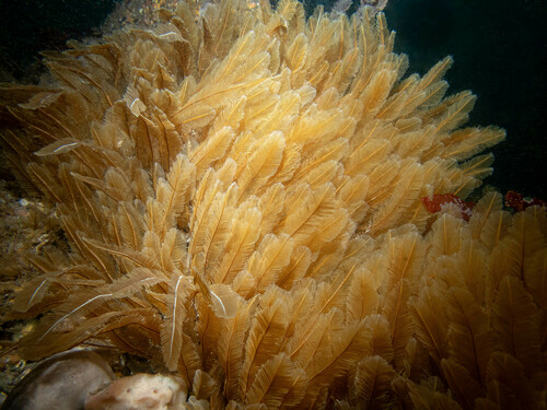 Yellow Feathers