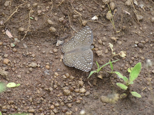 Guineafowl Butterfly