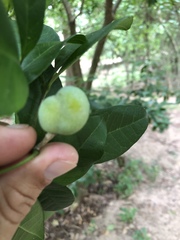 Casimiroa pringlei