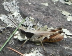 Chloealtis conspersa