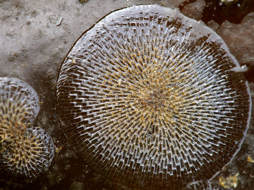 Membranipora villosa