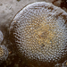 Lacy Crust Bryozoan - Photo (c) Wendy Feltham, some rights reserved (CC BY-NC), uploaded by Wendy Feltham