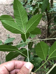 Casimiroa pringlei