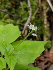 Circaea alpina