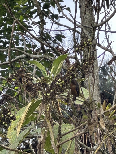 Rufous-browed Conebill (Conirostrum rufum), photo 7