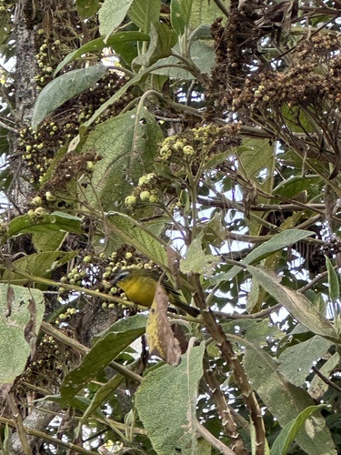 Superciliaried Hemispingus (Thlypopsis superciliaris), photo 6