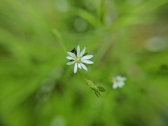 Stellaria longifolia