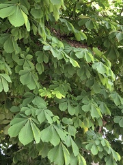 Aesculus hippocastanum