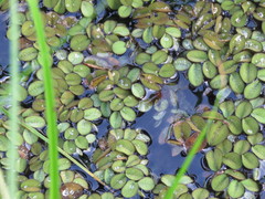 Salvinia minima