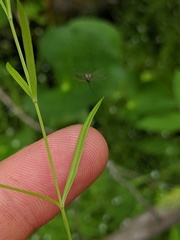 Stellaria longifolia