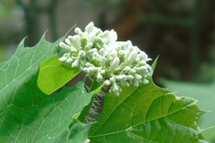 Cnidoscolus aconitifolius