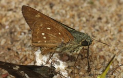 Pithauria marsena