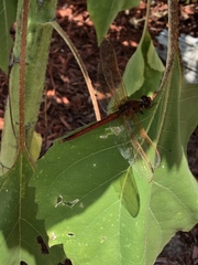 Libellula needhami