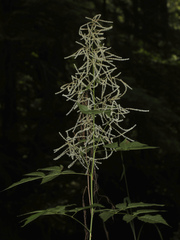 Aruncus