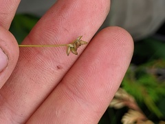 Carex tenuiflora