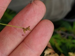 Carex tenuiflora